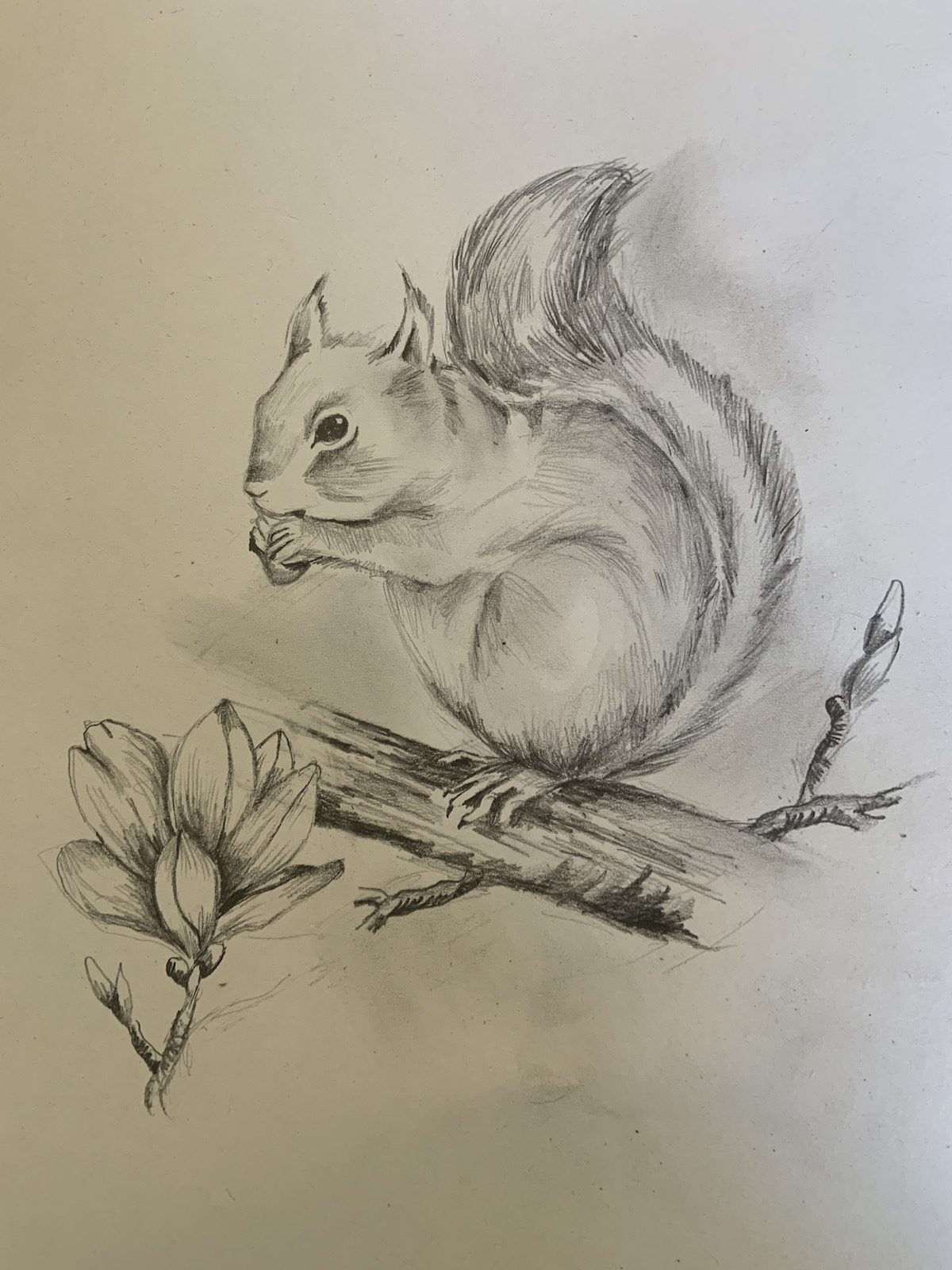 Pencil drawing Class a squirrel! ArtBase