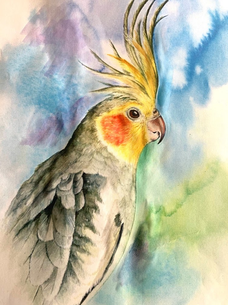 Featured image for “Cockatiel”