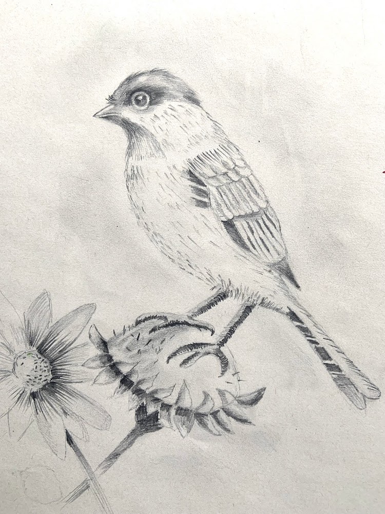 Featured image for “Coal Tit in Pencil”