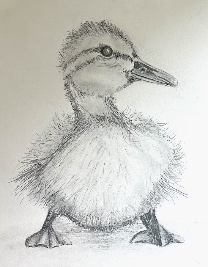 Featured image for “Duckling Drawing”
