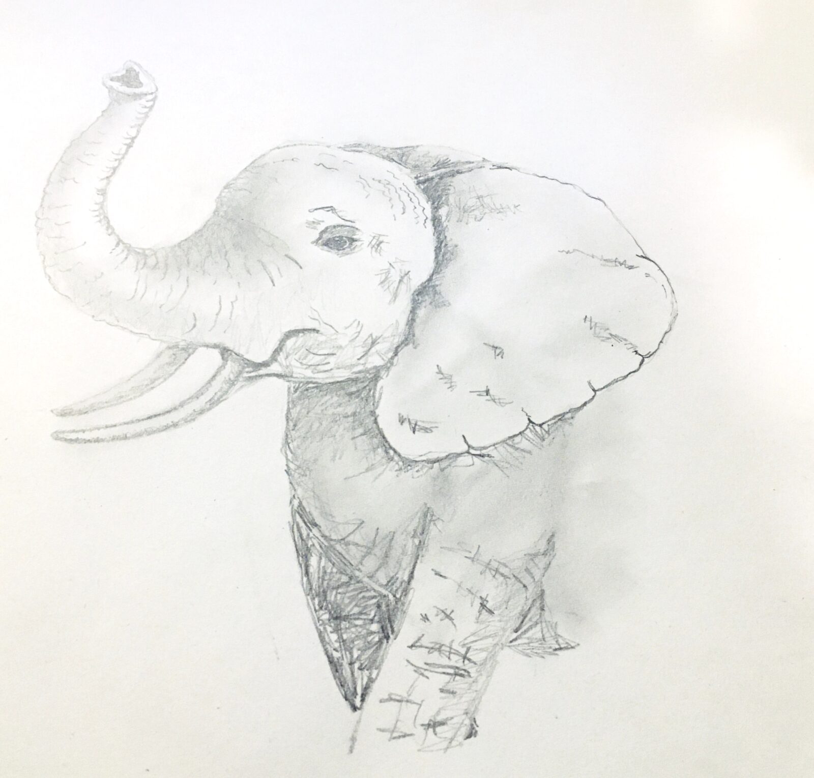 Featured image for “Elephant Drawing”