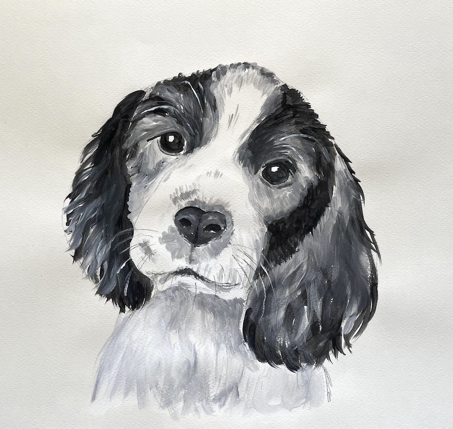 Featured image for “Black & White Cocker Spaniel”