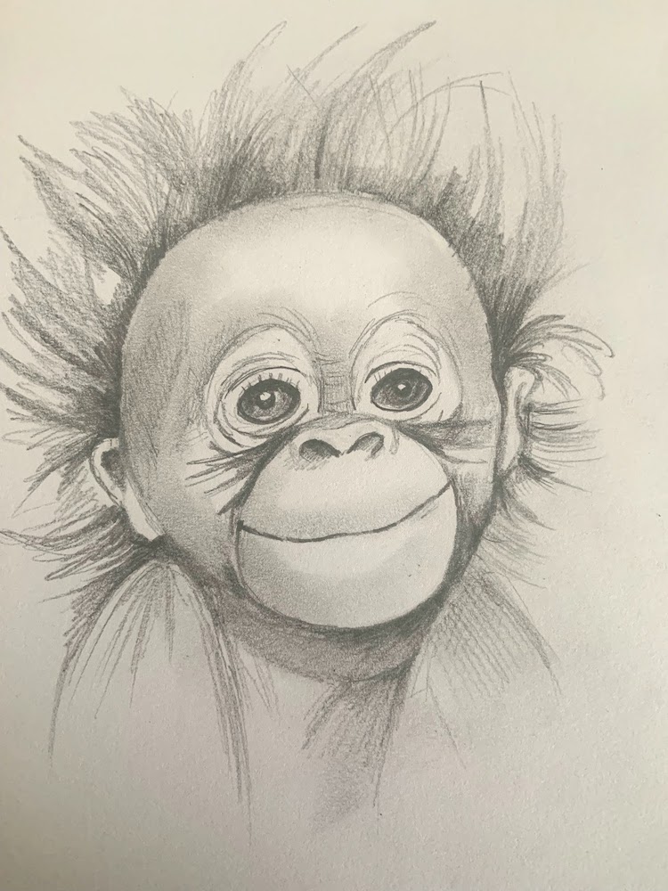 Featured image for “Baby Orangutan in Pencil”