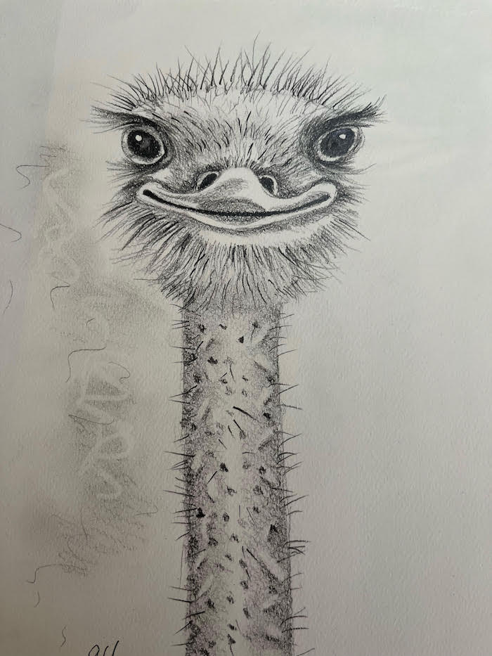 Featured image for “Emu in Pencil”