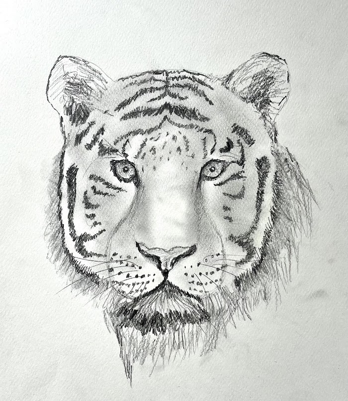 Featured image for “Tiger Drawing”