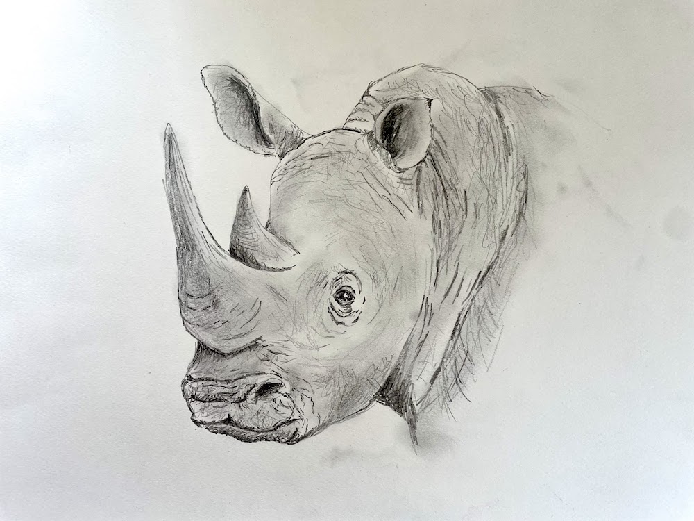 Featured image for “Rhino Drawing”
