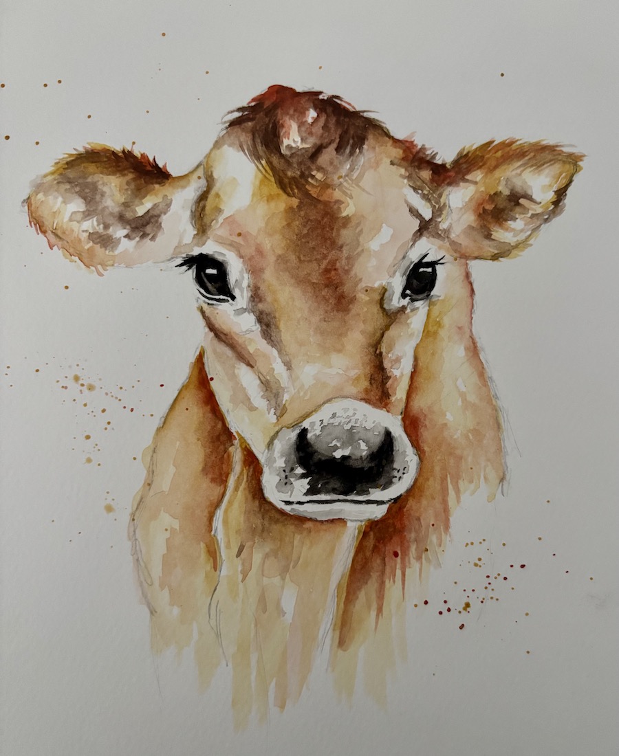 Featured image for “Brown cow”