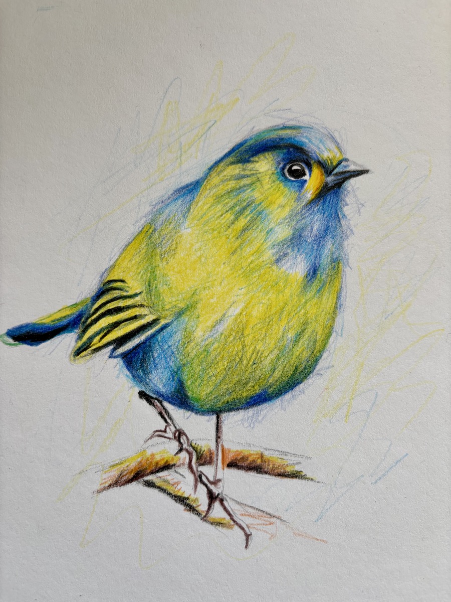 Featured image for “Bird in pencil crayon”