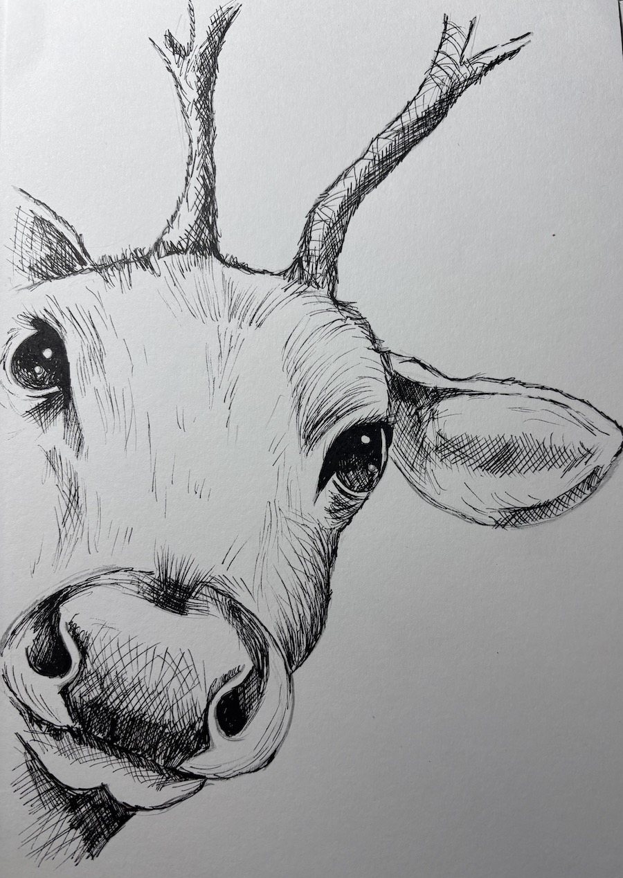 Featured image for “Reindeer selfie”