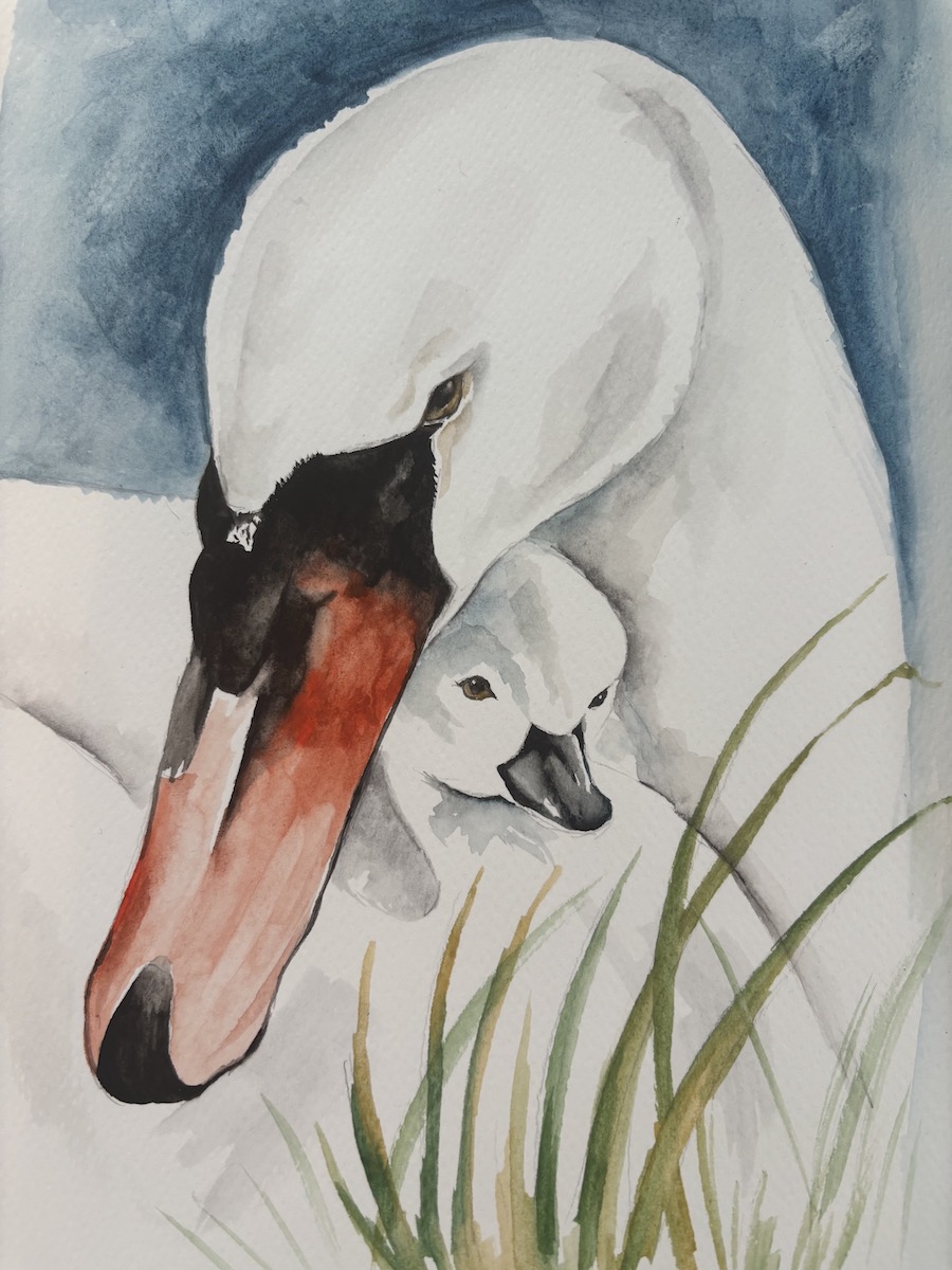 Featured image for “Swan and cygnet”