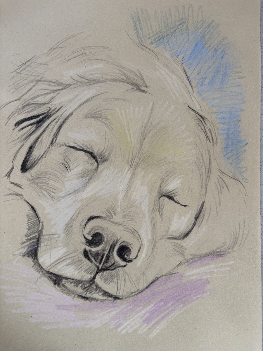 Featured image for “Labrador in pastel pencil”