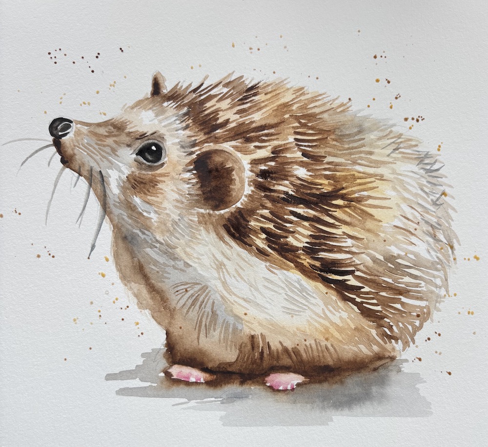 Featured image for “Hedgehog in watercolours”