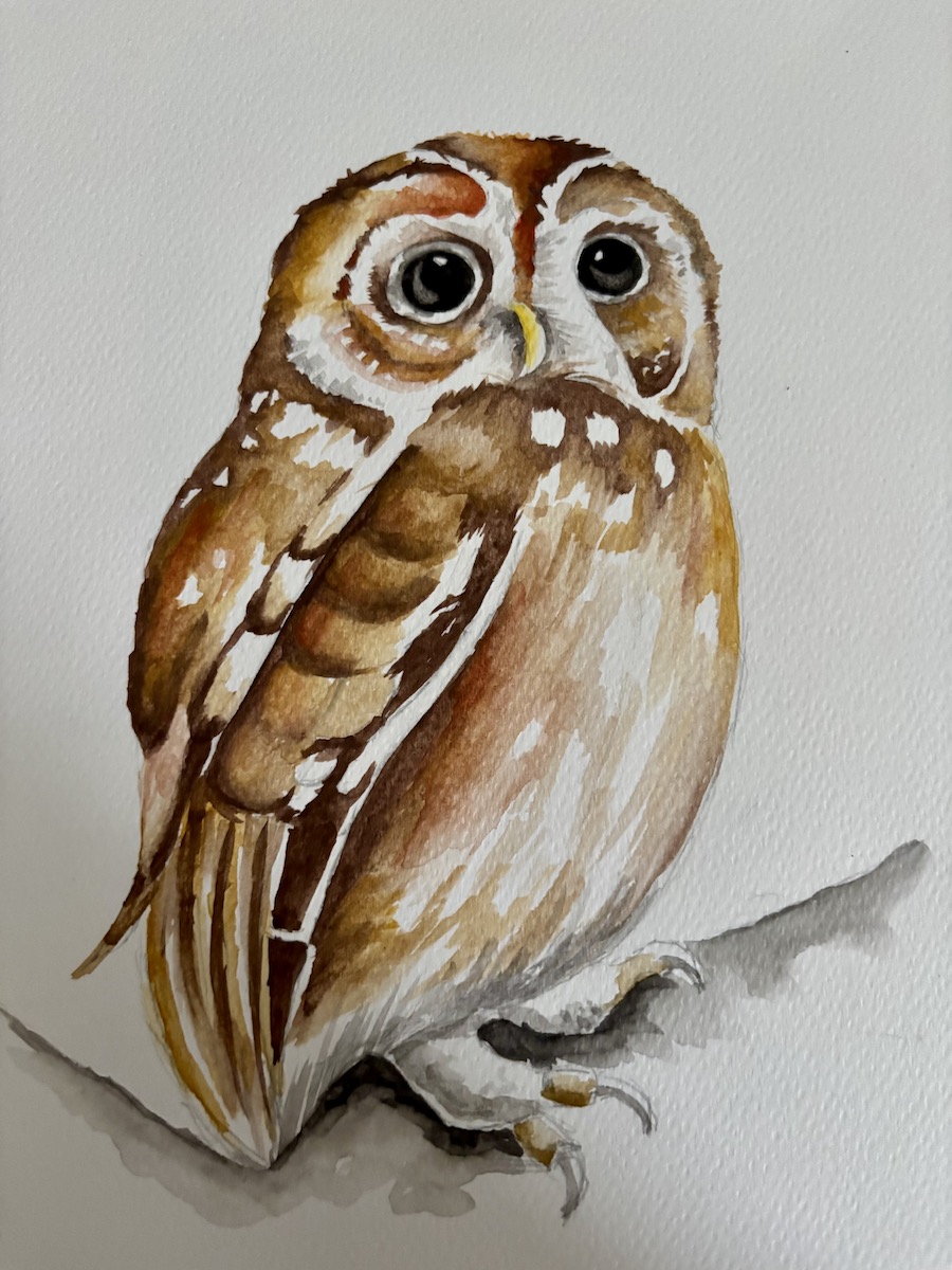 Featured image for “Tawny owl”