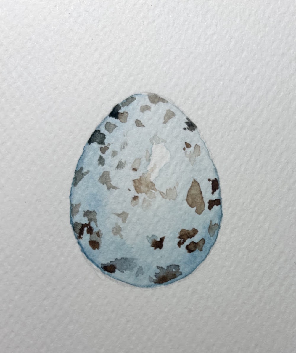 Featured image for “Blackbird egg study”