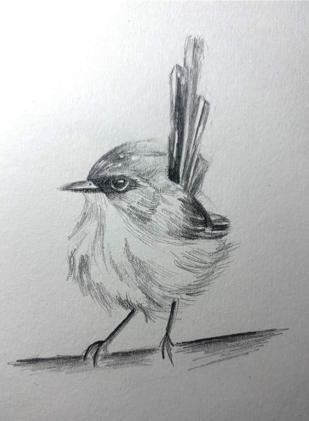 Featured image for “Wagtail in pencil”