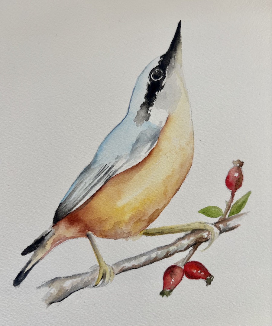 Featured image for “Nuthatch painting”