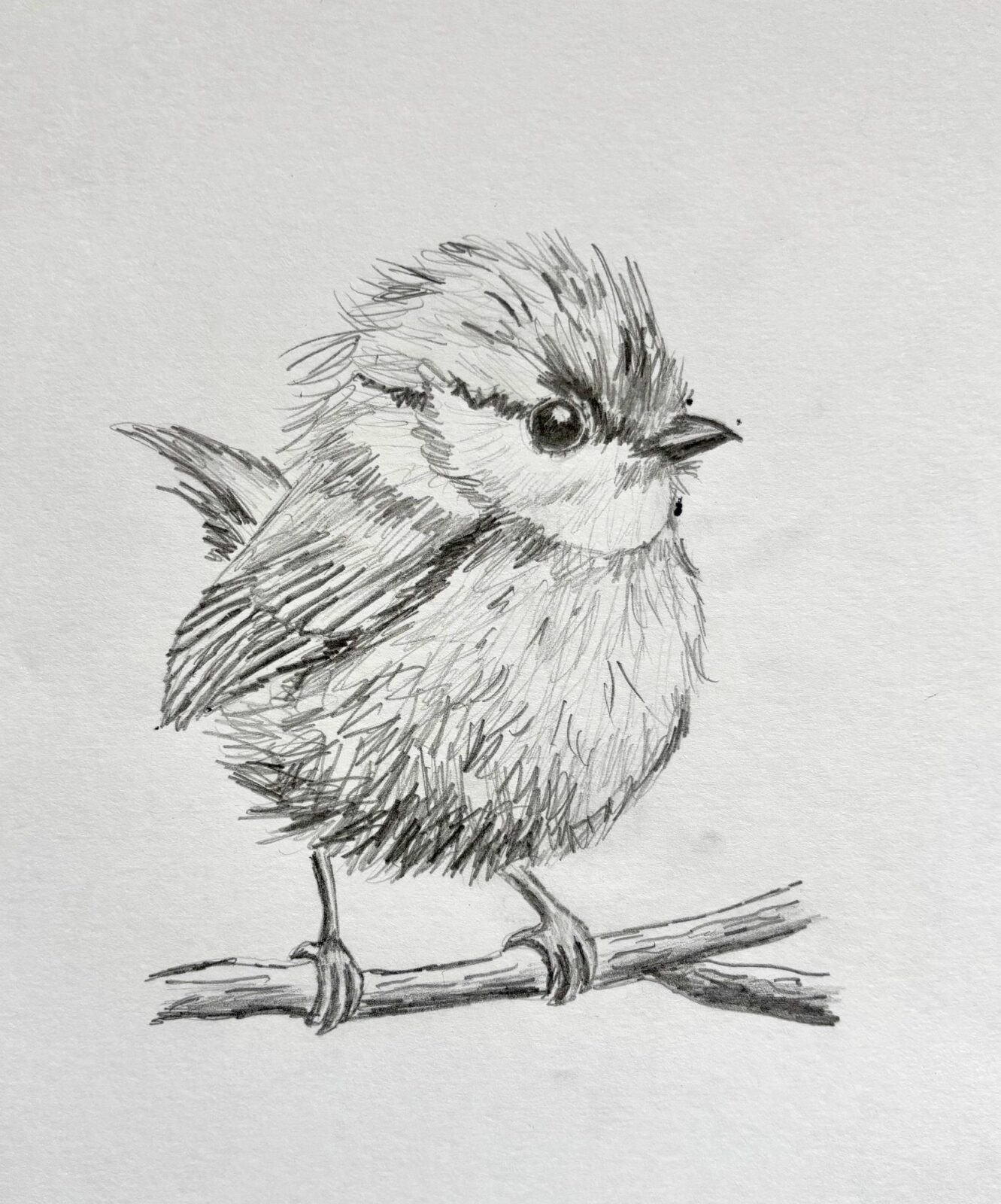 Featured image for “Blue tit sketch”