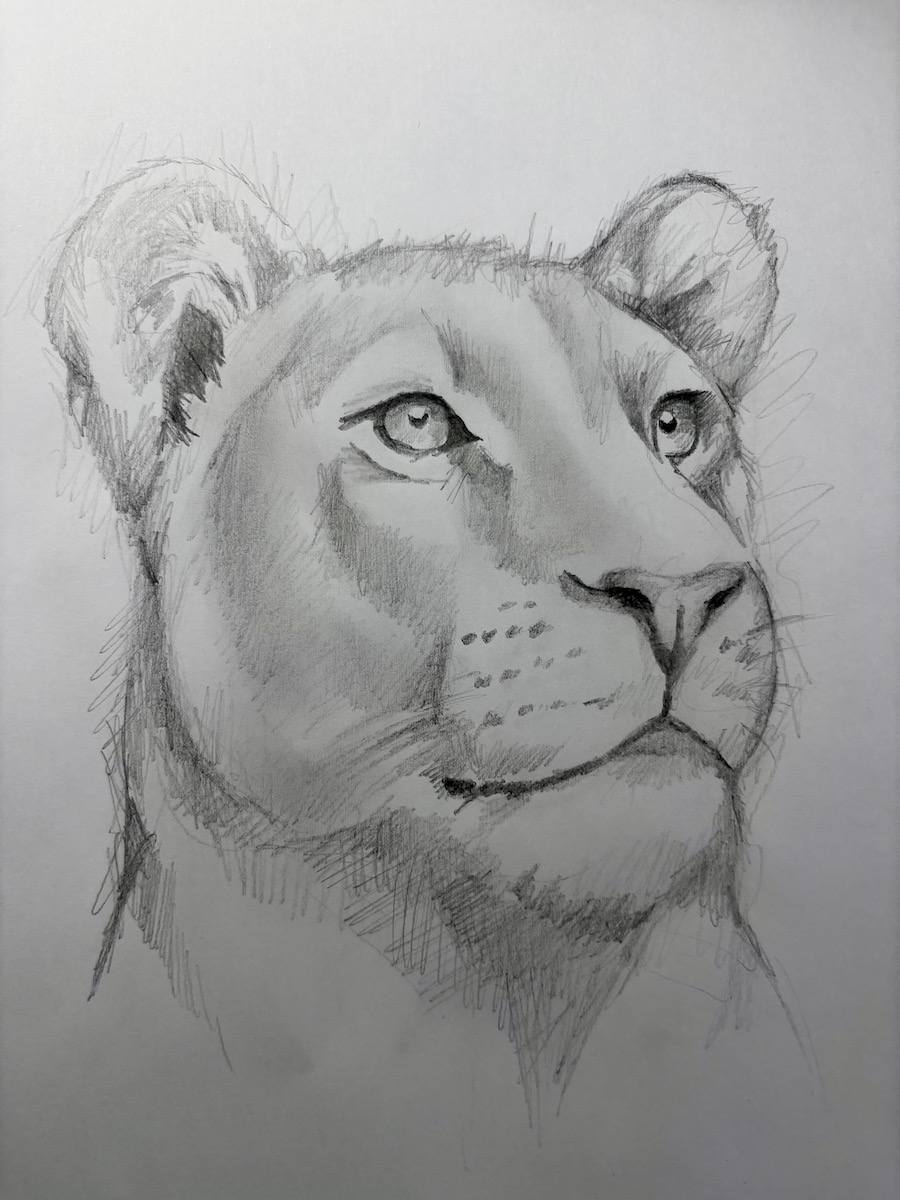 Featured image for “Lioness drawing”