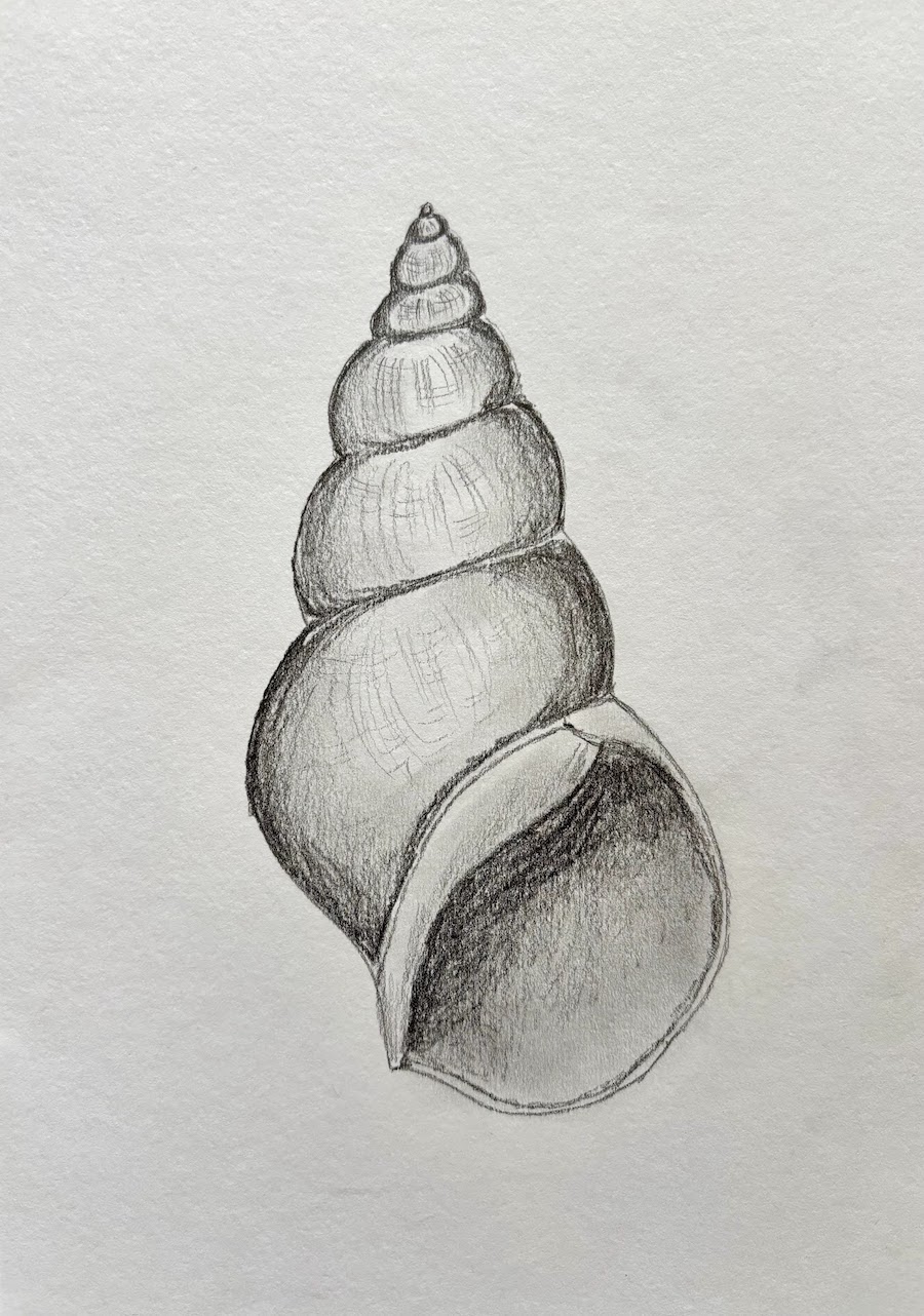 Featured image for “Shell drawing”