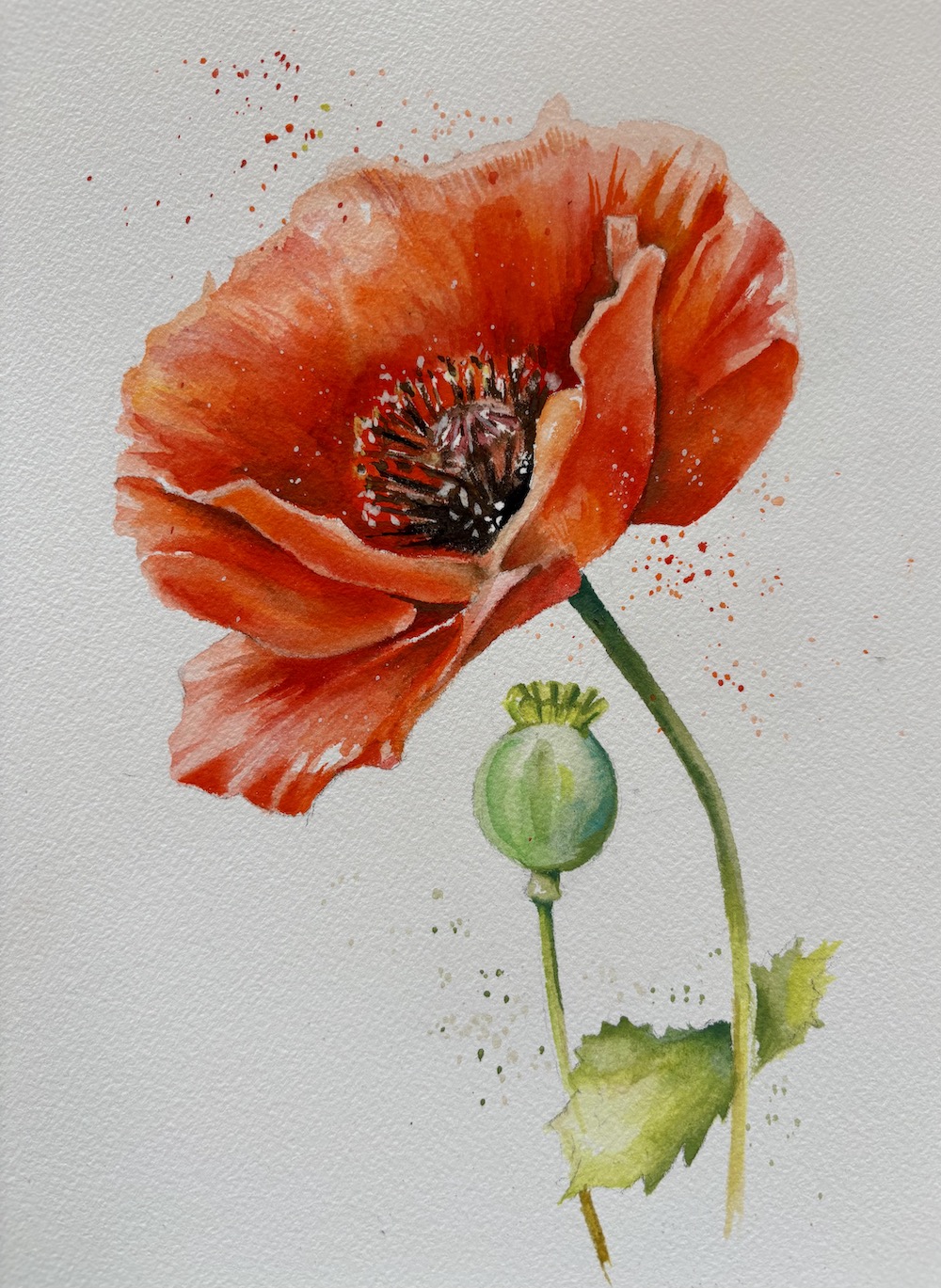 Featured image for “Poppy in watercolours”